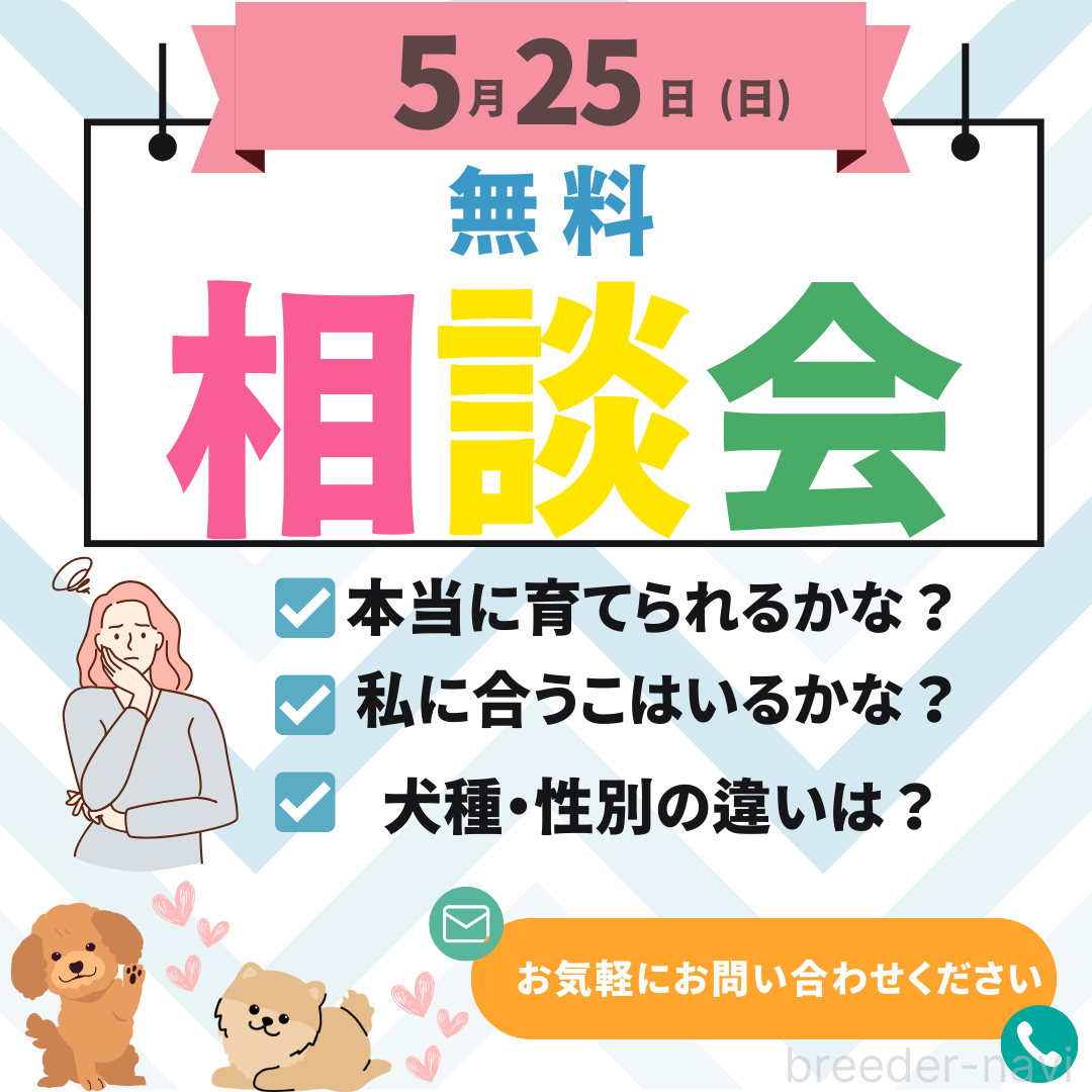 成約済の千葉県のチワワ(ロングコート)-385729の3枚目